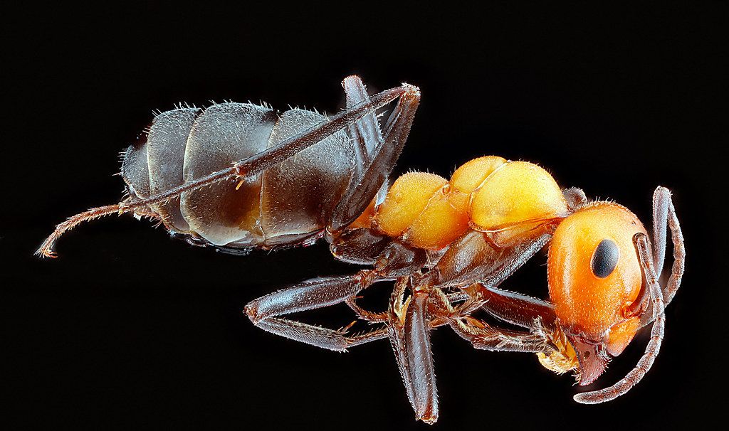 Ant Control service in Lake Forest, CA