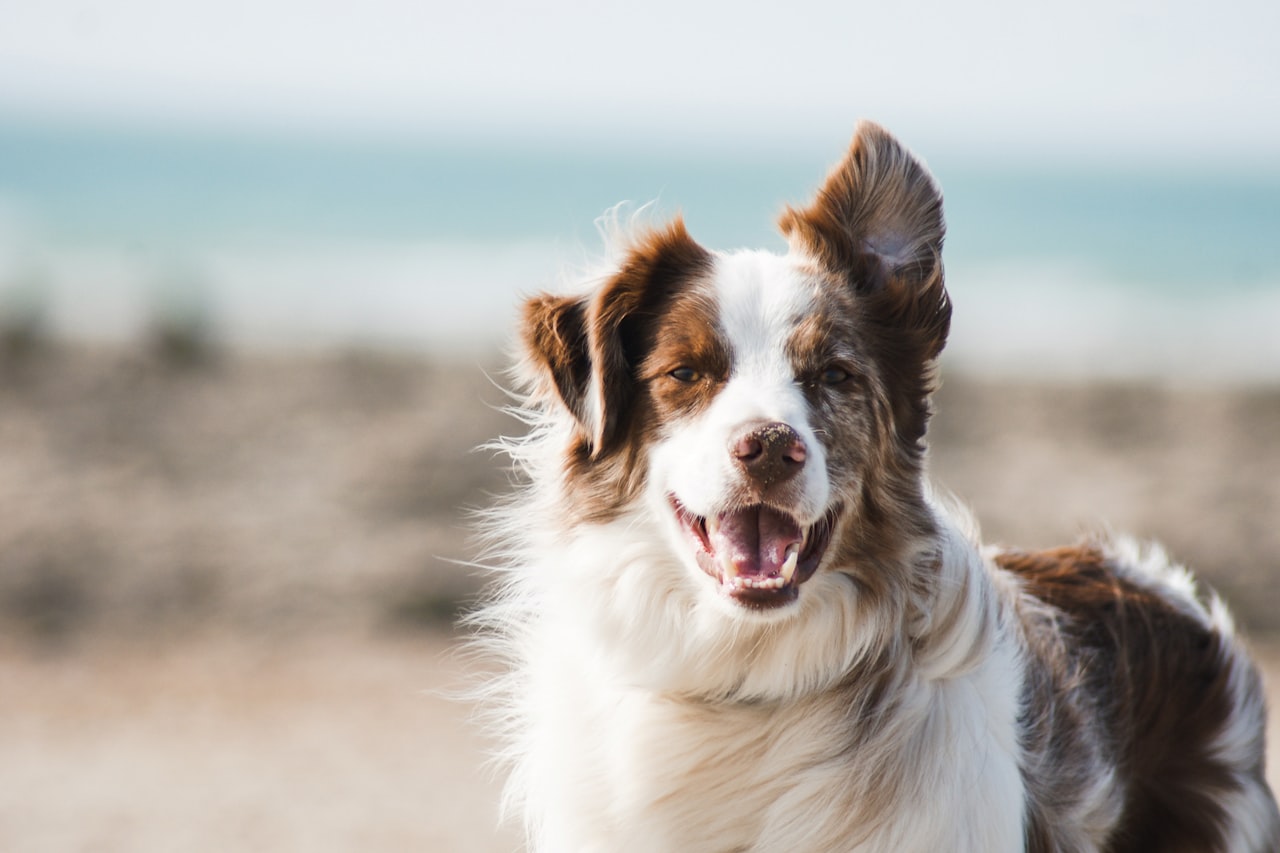 Flea & Tick Control service in Lake Forest, CA