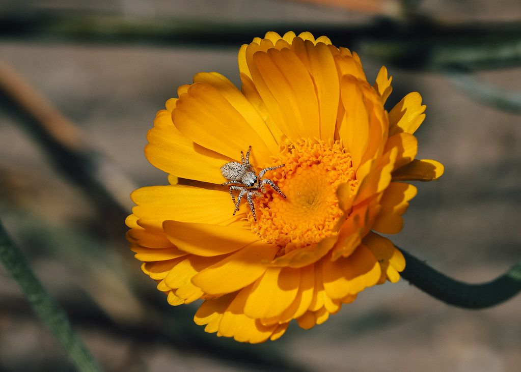 Spider Control service in Lake Forest, CA